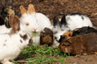 Meerschweinchen und Hasen