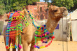 decorated camel during festival in Pushkar India