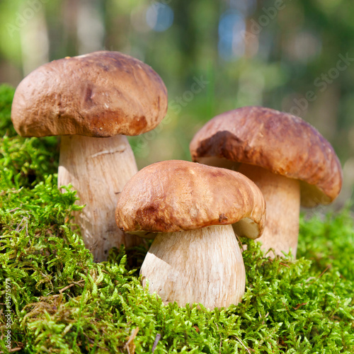 Photo: three mushroom (porcini) on moss in forest three mushroom (porcini) on moss in forest