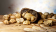 Bread