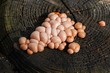 Lycogala epidendrum (pink slime mould)