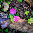 forest substrate close-up