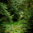 dark pine forest scene