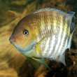 Cichlasoma sajica fish in aquarium