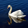 white swan in blue water