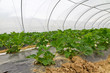 Folientunnel mit Erdbeeren