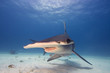 Photo: Great hammerhead Great hammerhead