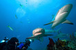 Photo: Lemon sharks and underwater photographer Lemon sharks and underwater photographer