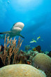 Lemon shark