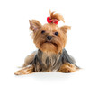 Photo: puppy yorkshire terrier isolated on white background puppy yorkshire terrier isolated on white background