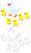 Vector: Duck and ducklings Duck and ducklings