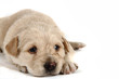 Foto: small labrador dog small labrador dog