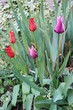 Tulipes rouge et rose