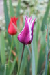 Tulipes rouge et rose