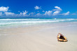 caribbean beach