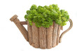 Fresh organic parsley in wooden pot