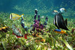 Colorful sea floor and fish