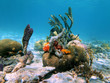 Photo: Brain coral and sea sponges Brain coral and sea sponges