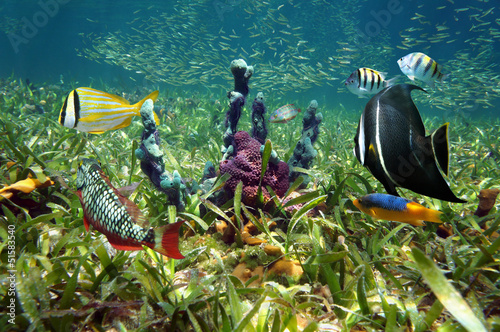Photo: Colorful sea floor and fish Colorful sea floor and fish