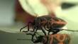Firebug macro