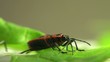 Firebug macro