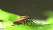Firebug macro