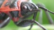 Firebug macro