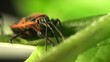 Firebug macro