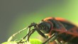 Firebug macro