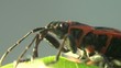 Firebug macro