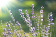 beautiful lavenders