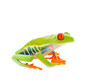 Sitting Frog
