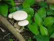 Fungus on a tree.