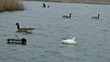 Ducks and Geese Swimming in a Lake
