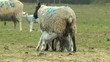 New Born Lamb Suckling Its Mother