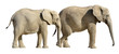Isolated two African elephants