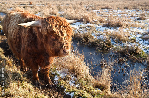 Photo: Highland cattle outdoors on pasture Highland cattle outdoors on pasture