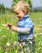 Foto: Kleinkind erkundet Blumenwiese Kleinkind erkundet Blumenwiese
