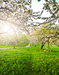 Beautiful blooming of decorative white apple and fruit trees 