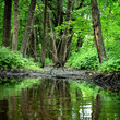 forest river scene