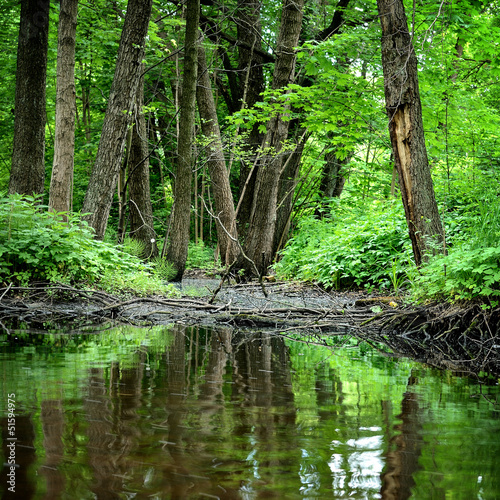 Photo: forest river scene forest river scene