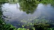 Moving water plants