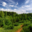Forest On The Hills In Latvia....