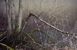 Spooky forest