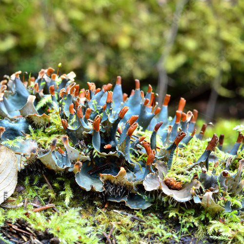 Photo: Blue lichen in the forest Blue lichen in the forest