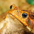 large tropical toad close-up