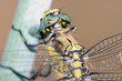 Foto: dragonfly resting; particular dragonfly resting; particular