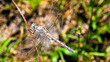 Foto: dragonfly resting dragonfly resting