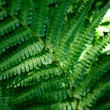 fern close-up in the forest