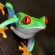 red-eye frog  Agalychnis callidryas in terrarium